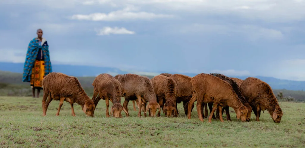 Un masai et son troupeau de moutons